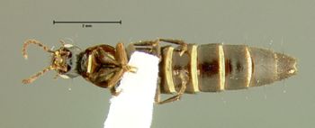 Media type: image;   Entomology 32394 Aspect: habitus ventral view